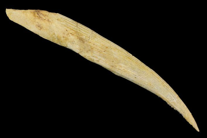 Fossil Shark (Hybodus) Dorsal Spine - Morocco #145368